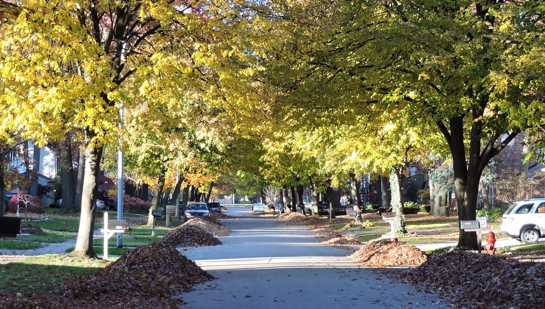 Street Lined with Autumn Trees
