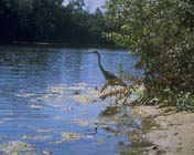 Heron at a Waters Edge